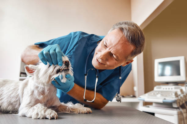 Best Emergency Root Canal Treatment in Willits, CA